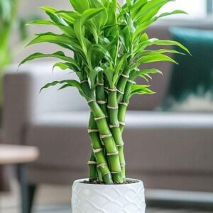 Lucky Bamboo plant