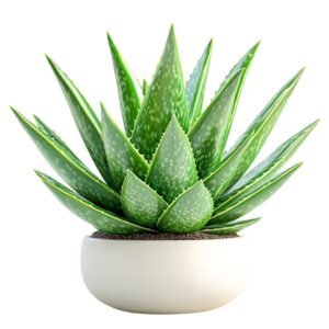 Aloe Vera Plant