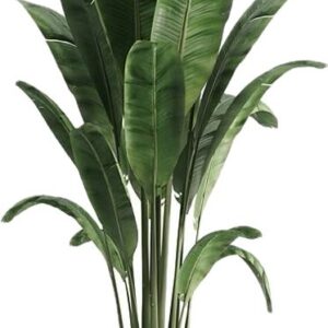 Dracaena reflexa
