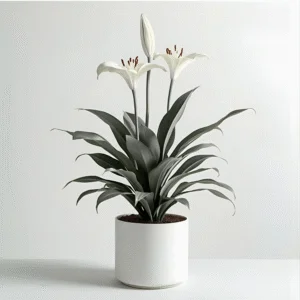 Peace lily plant